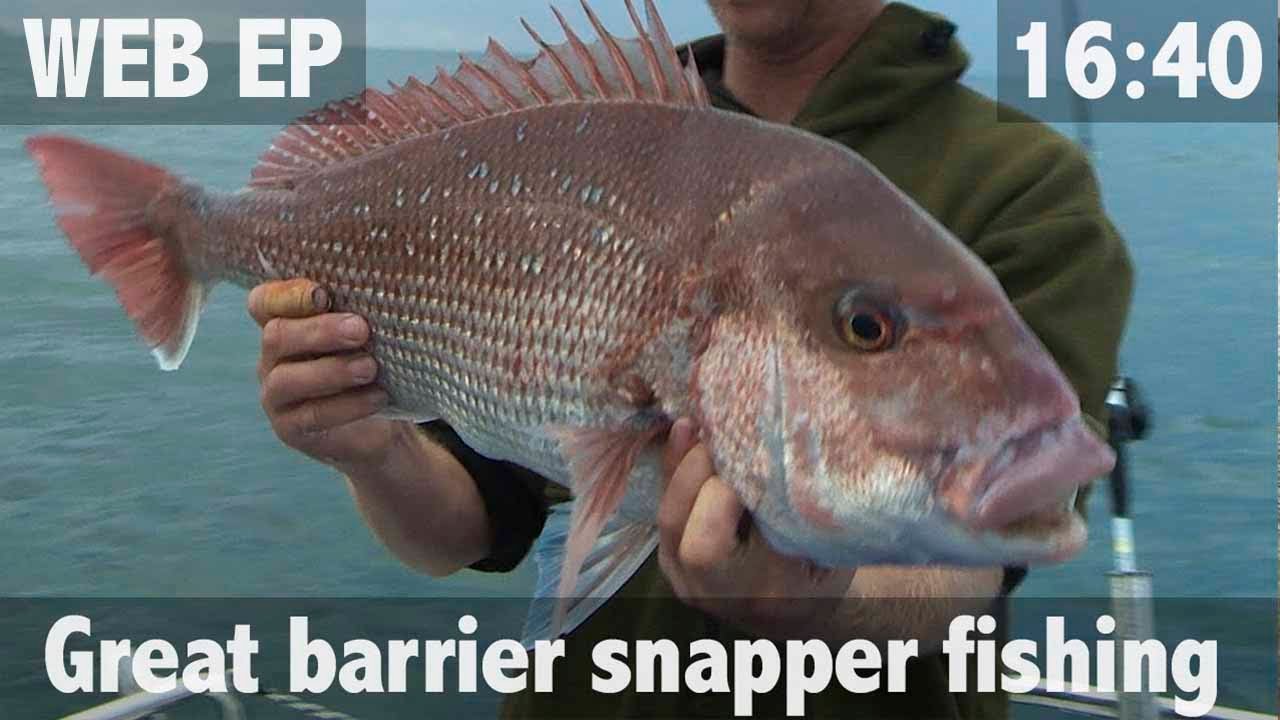 Great Barrier Snapper Fishing
