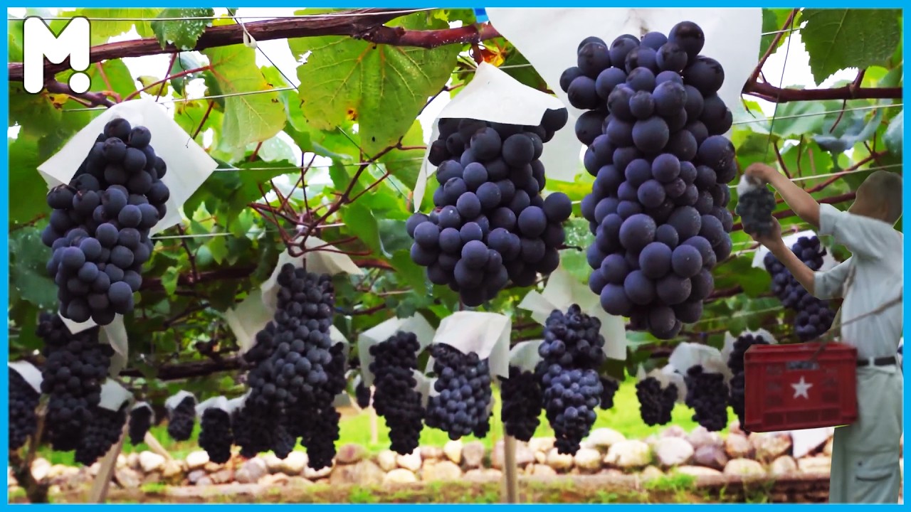 Shine Muscat Grapes in Japan 🍇 Japanese Grape Farming & Harvesting 🍇 Sweet & Expensive Muscat Grapes