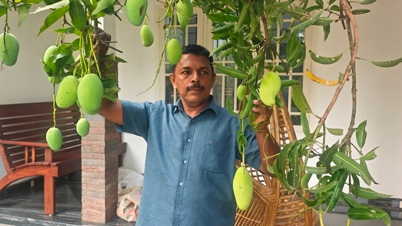 ഒറ്റമാവിൽ 35 തരം മാങ്ങ!! മൾട്ടി ഗ്രാഫ്റ്റിന്റെ അത്ഭുതം കാണാം!!!