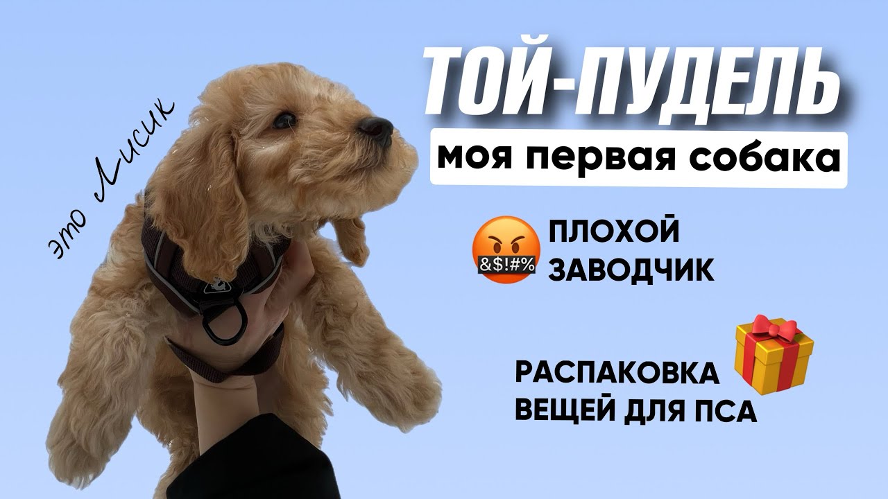 Моя первая собака 😍 ТОЙ-ПУДЕЛЬ