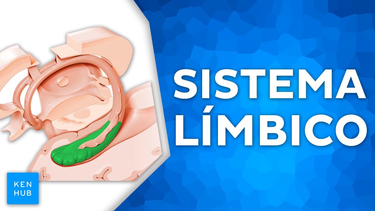 Sistema límbico - Anatomia e funções