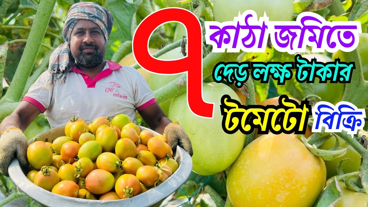 মাত্র ৭ কাটা জমিতে দেড় লক্ষ টাকার টমেটো বিক্রি  পাবনার কৃষক রনি ভাই আজব এক পদত্তিতে টমেটো   চাষ 