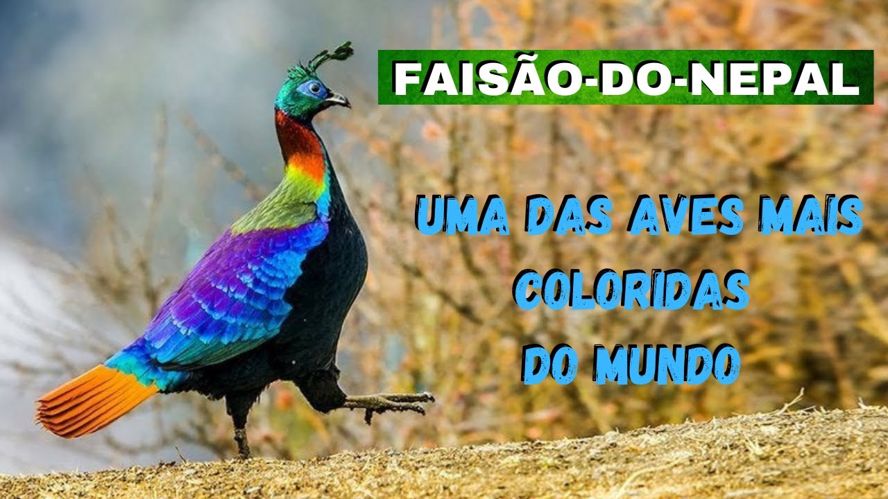 FAISÃO-DO-NEPAL - UM DOS ANIMAIS MAIS LINDOS E COLORIDOS DO MUNDO! ESSA AVE É INCRÍVEL E MARAVILHOSA