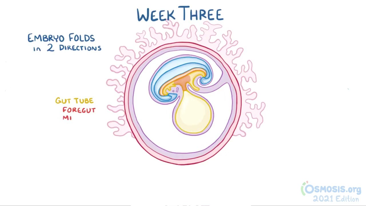 Development of the umbilical cord