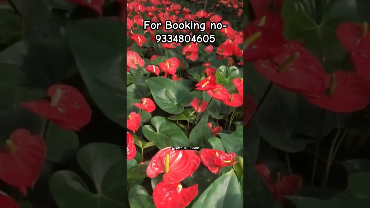 Rare imported anthurium online shopping🛒🪴#anthurium#plants#gardening#flowers