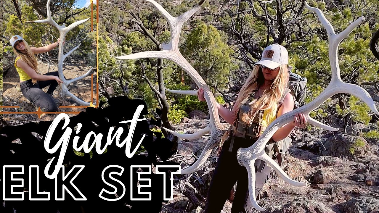 I Found My BEST Elk Set Ever!! HUGE Hard White Elk Sheds