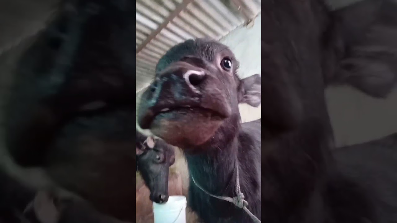 #labrador