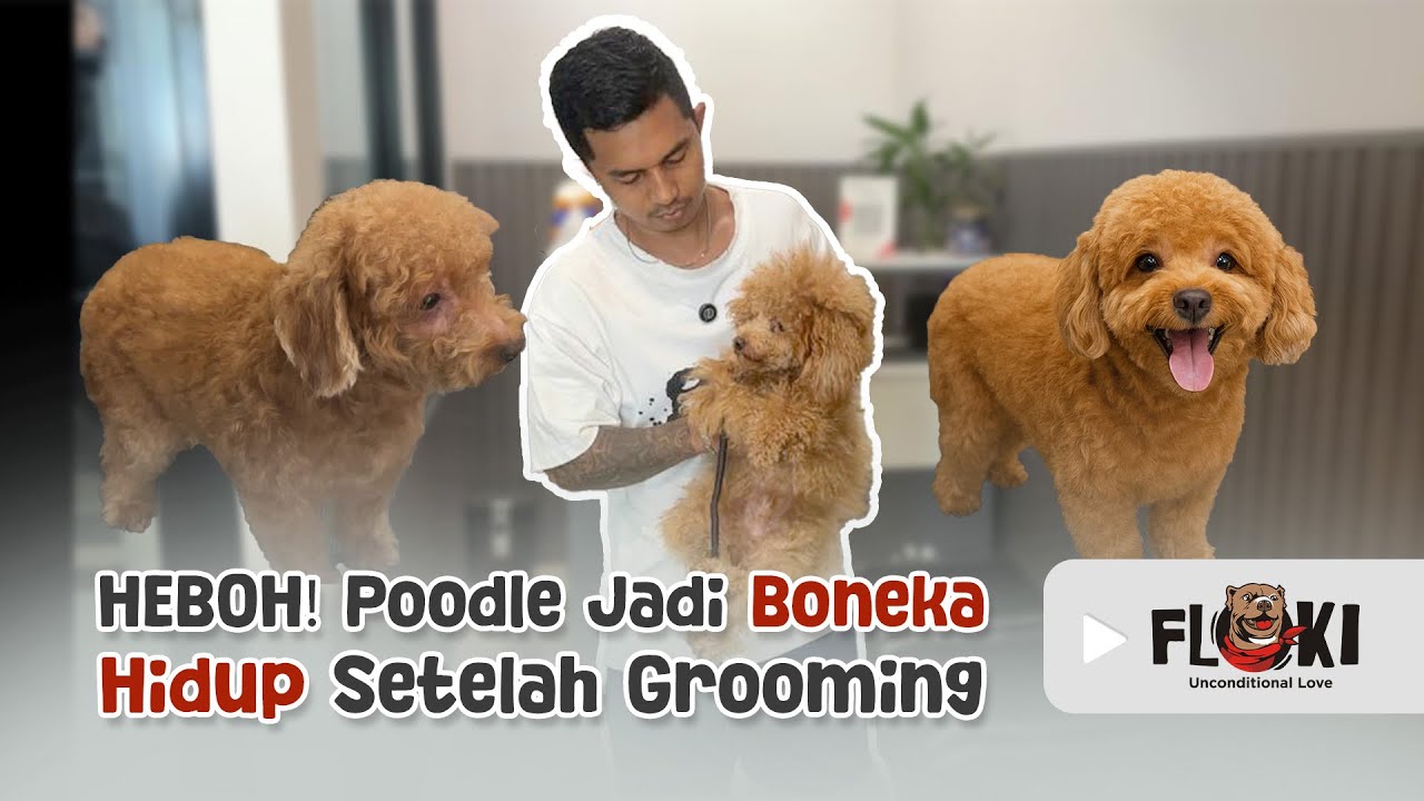 PUDEL LUCU!! ANJINGNYA AWALNYA GALAK GAMAU DIMANDIIN