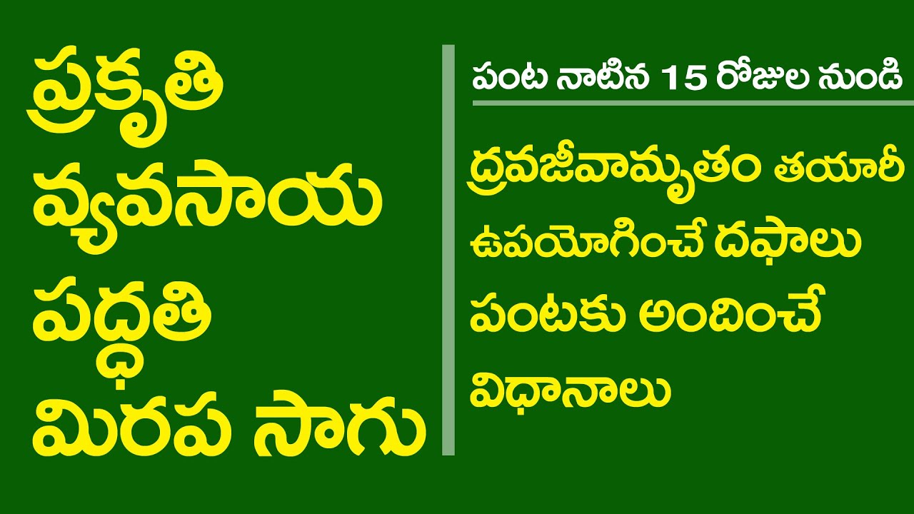 Dravajeevamrutam Application for Chilli Crop_Short Video || Natural Farming || RySS & DG