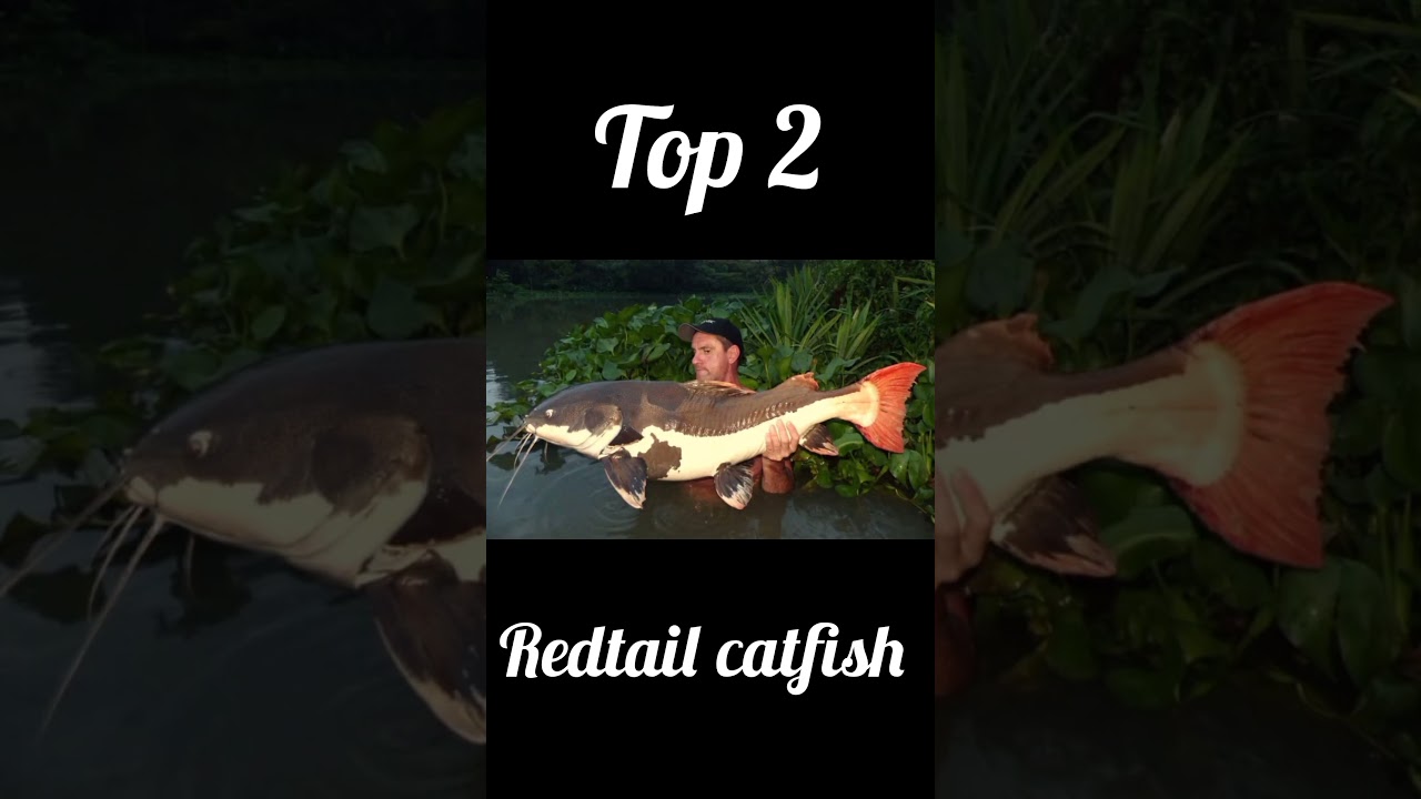 Top 3 unique and dangerous monster fish 