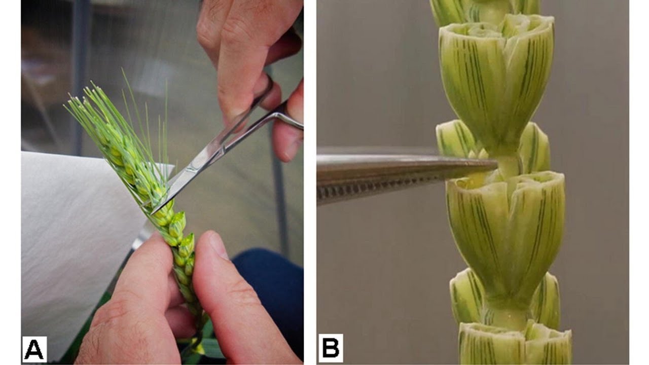 Emasculation in wheat | Hybridization Program | Pollination | Emasculation | wheat breeding | Wheat
