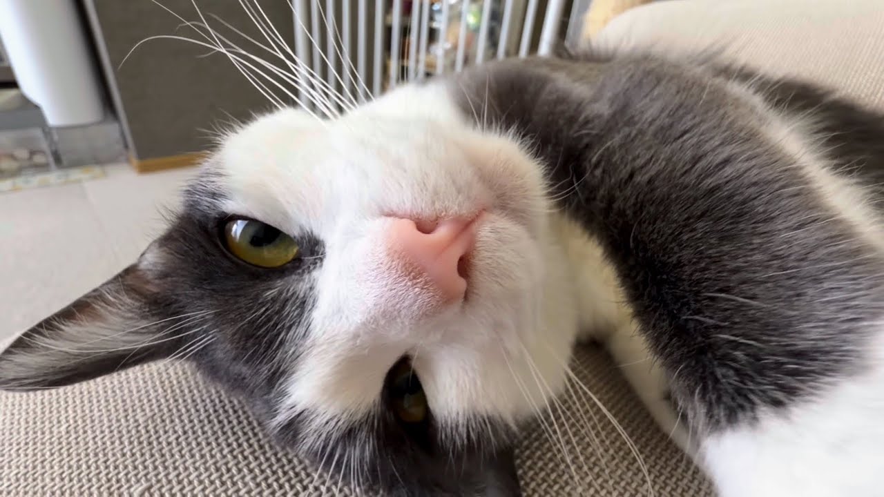 小さな声でおしゃべりするにゃん