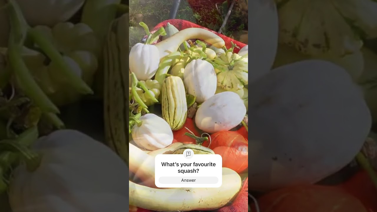Gorgeous squash harvest! #organicgardener #squash #harvest