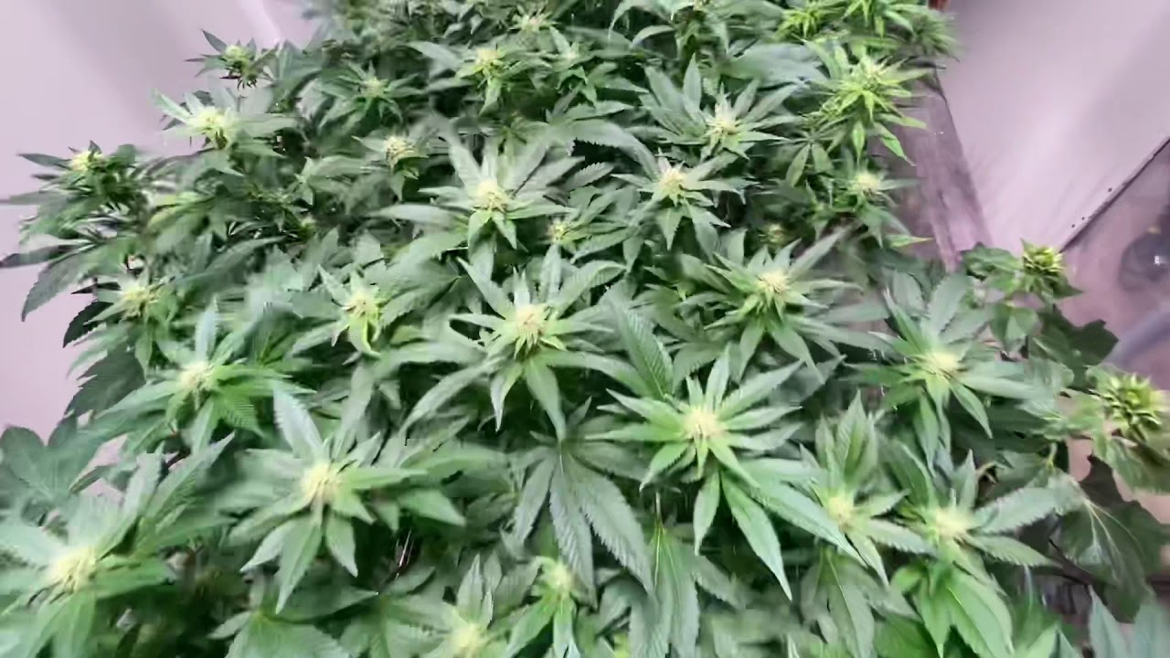 Day 25 flowering (week 4) growing CBD cannabis
