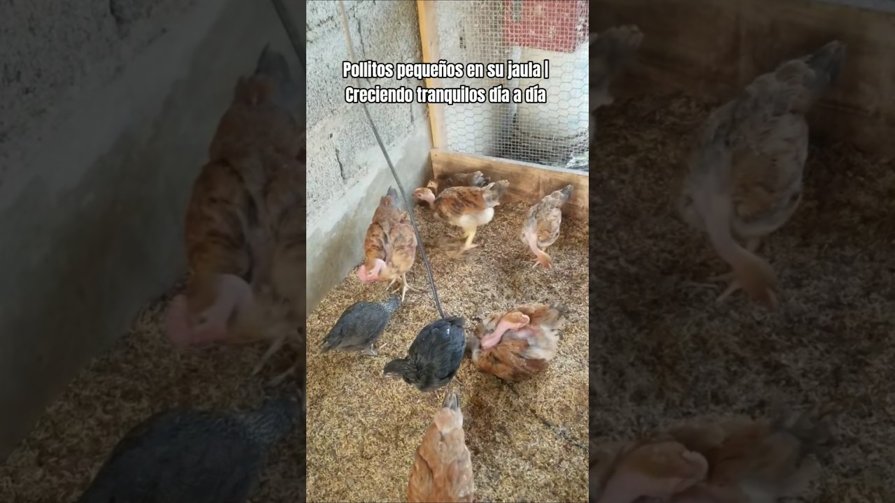 Pollitos pequeños en su jaula  día.