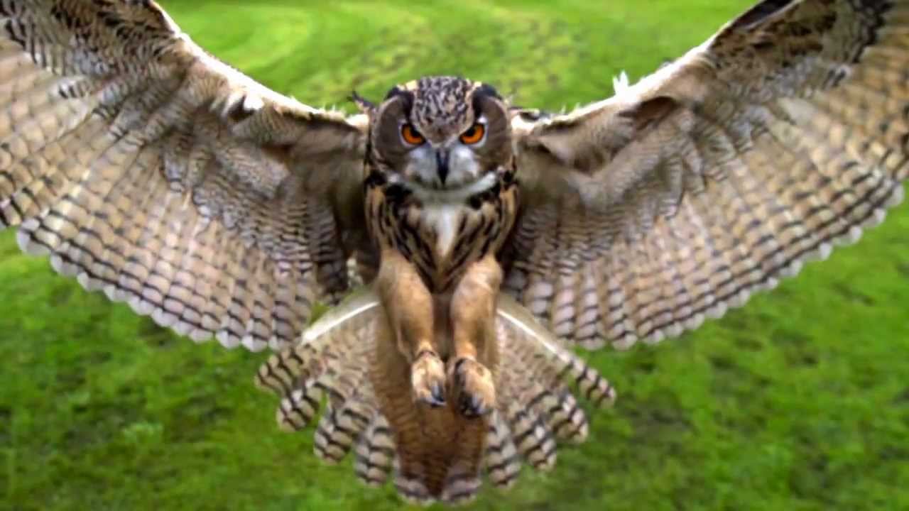 KEMMEI - Like a Bird