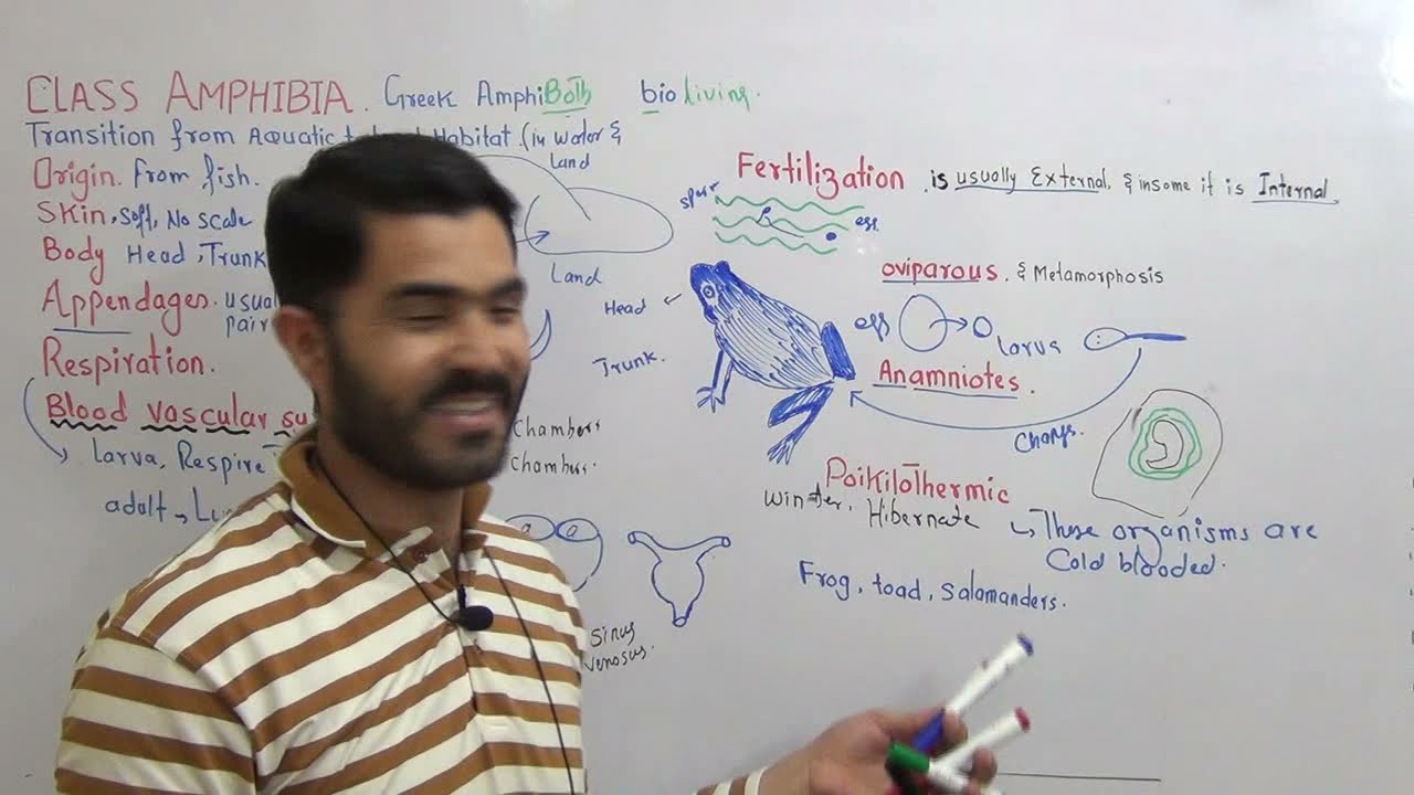 Class Amphibia  Lec#16 Chapter Diversity among animals Important points for examination