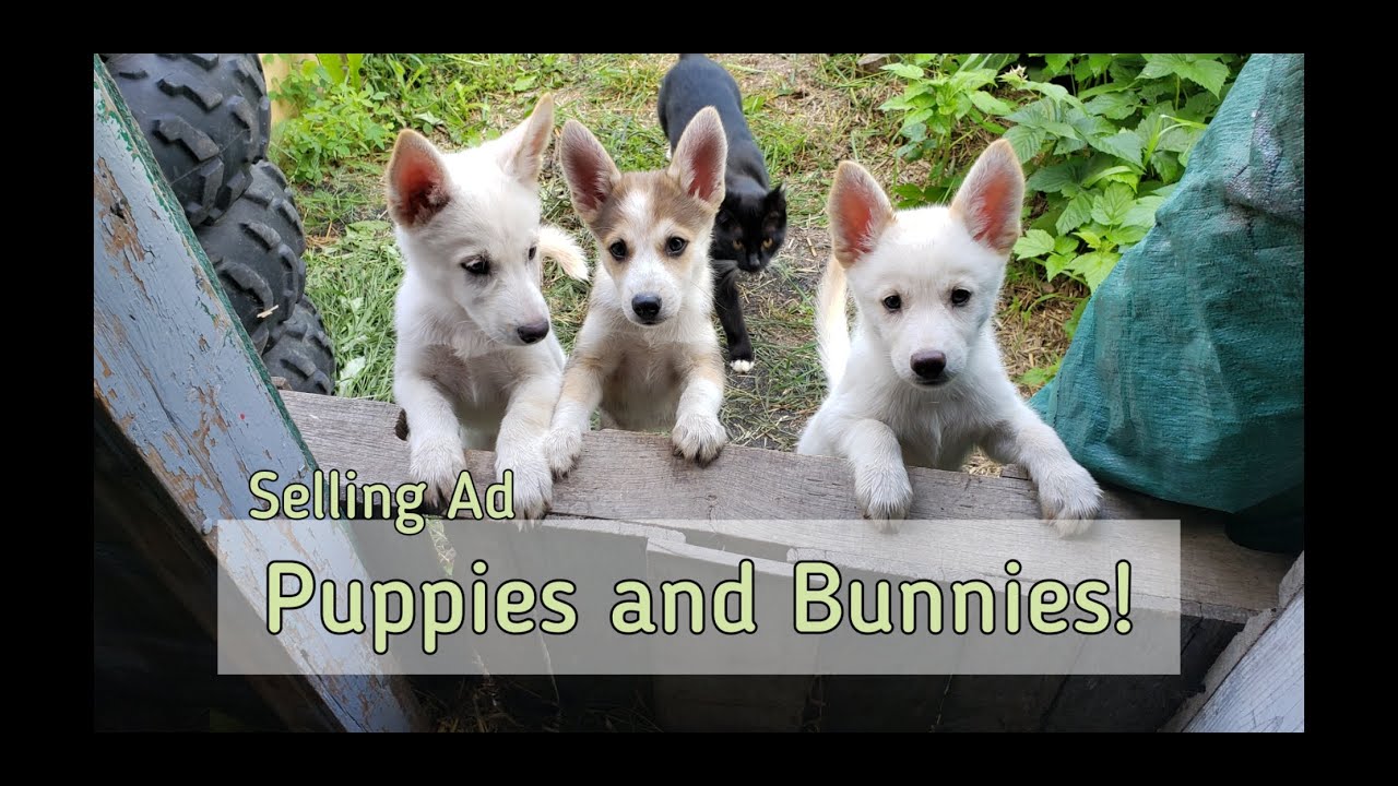 Ad | Puppies and Bunnies