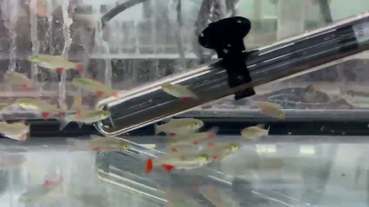 Bloodfin Tetra - Schooling Fish - Pet Zone Tropical Fish - Convoy District