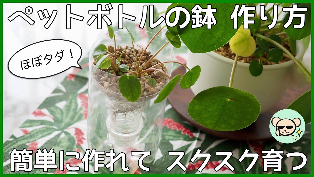 「ペットボトルの鉢」で植物がスクスク育つ！作り方＆使い方を解説！ピレア・ペペロミオイデスの植え替え