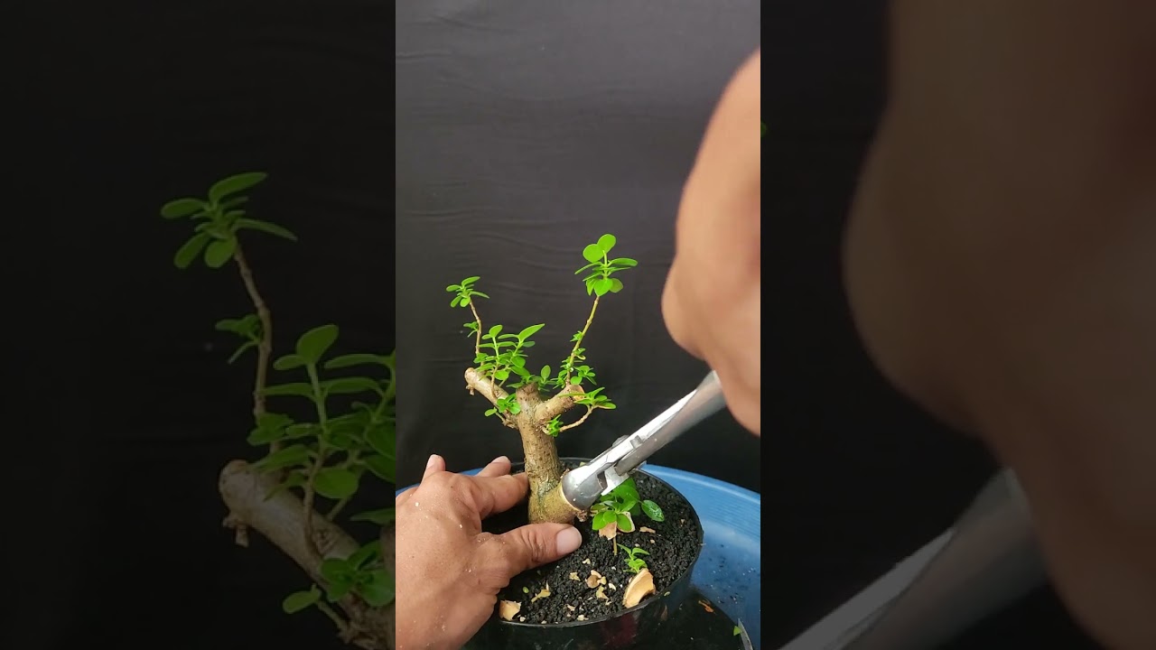 Menentukan gerak dasar pada bonsai sancang#bonsaisancang#bonsaiindonesia 