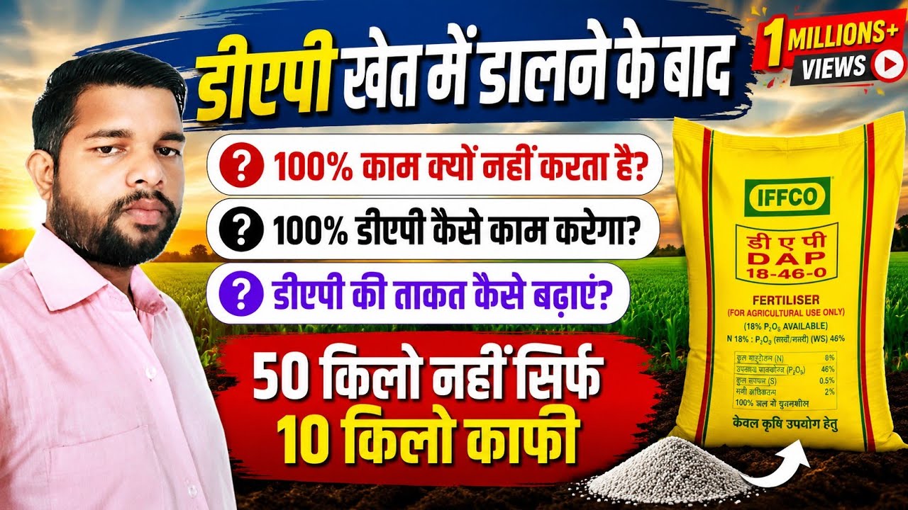 DAP खाद की पावर कैसे बढ़ाएँ | DAP खेत में डालने के बाद कैसे काम करता हैं | Gehu Ki Kheti