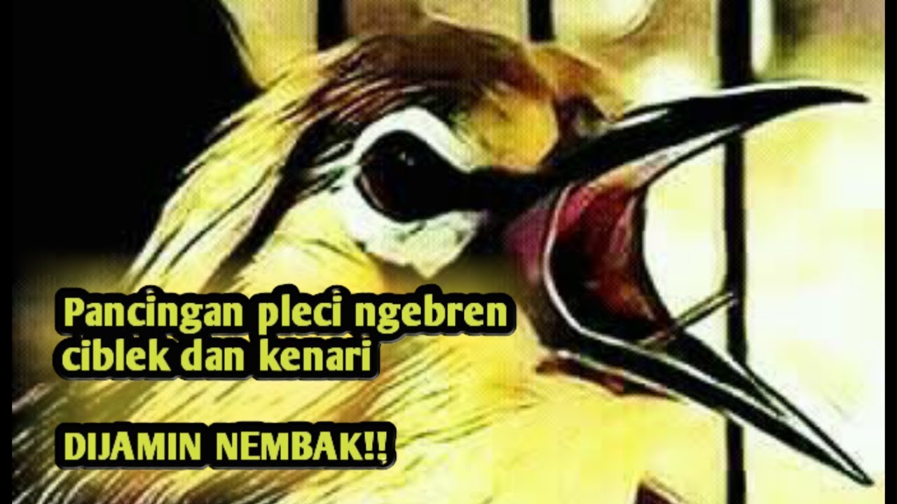 PANCINGAN PLECI AGAR NGEBREN CIBLEK DAN KENARI ( SEPUTAR HOBBY )
