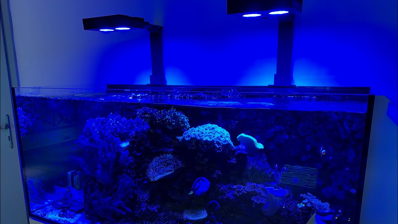 Aquarium Red Sea Reefer 350 - after two years