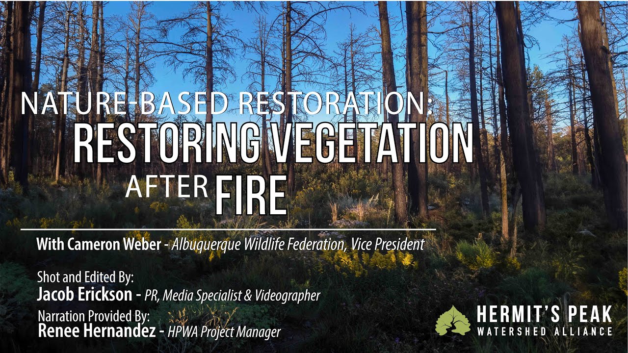 Post Fire Restoring Vegetation