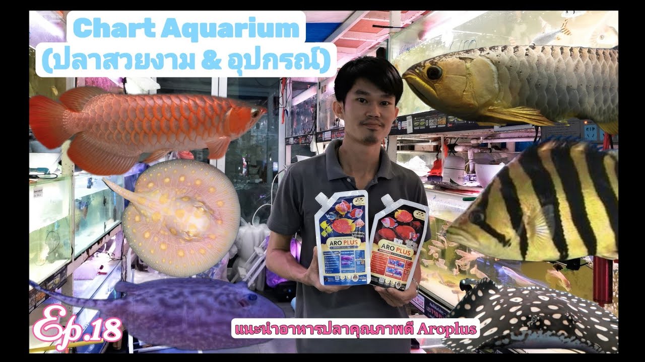 Chart Aquarium​ ปลา​สวยงาม​ &​ อุปกรณ์​🐟Ep.18