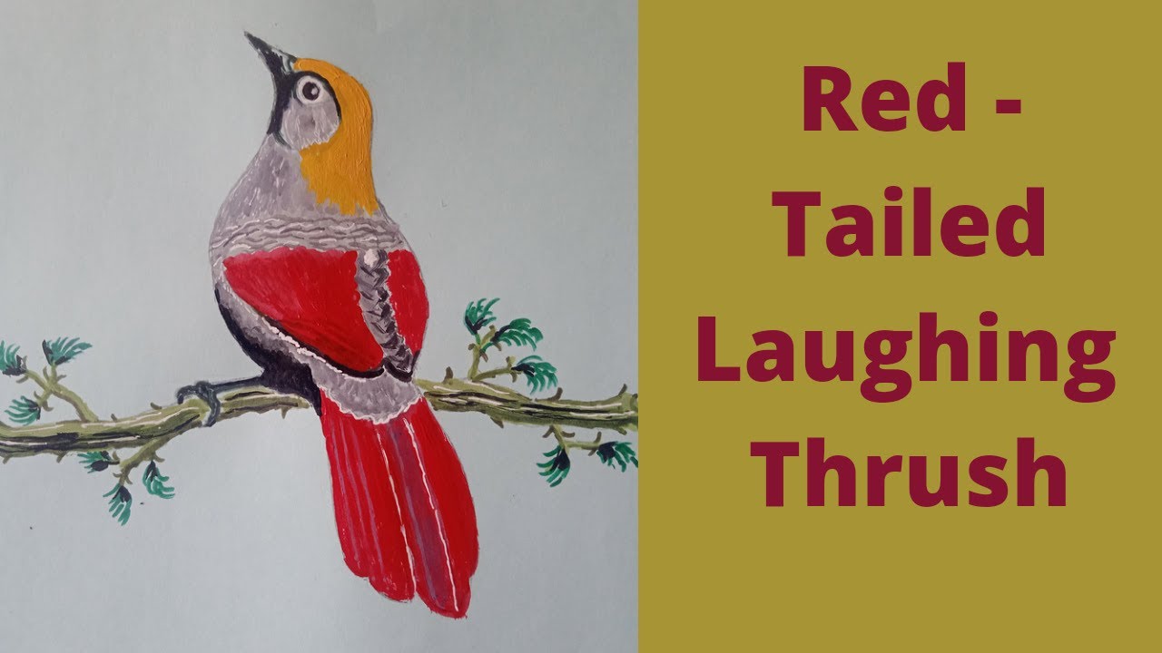 How To Draw A Red - Tailed Laughing Thrush # Beautiful Bird # Bird Animal # Colourful Bird # Cute