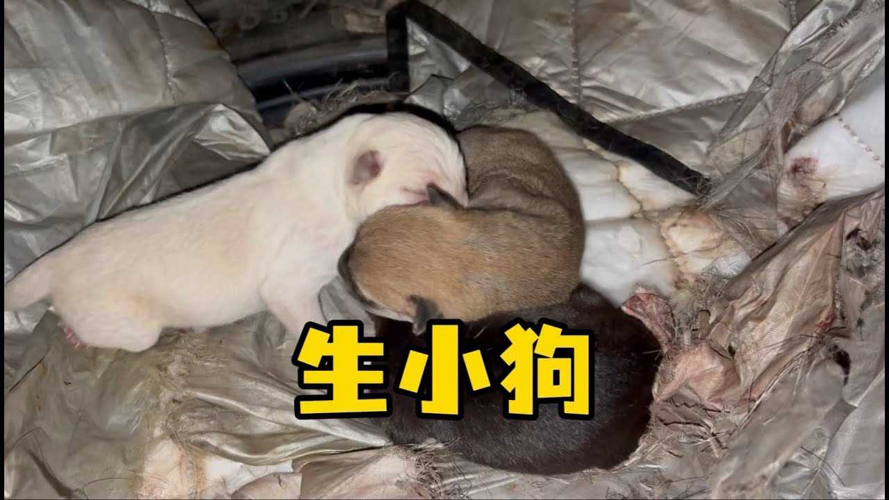 不是……这小狗是谁生的啊？