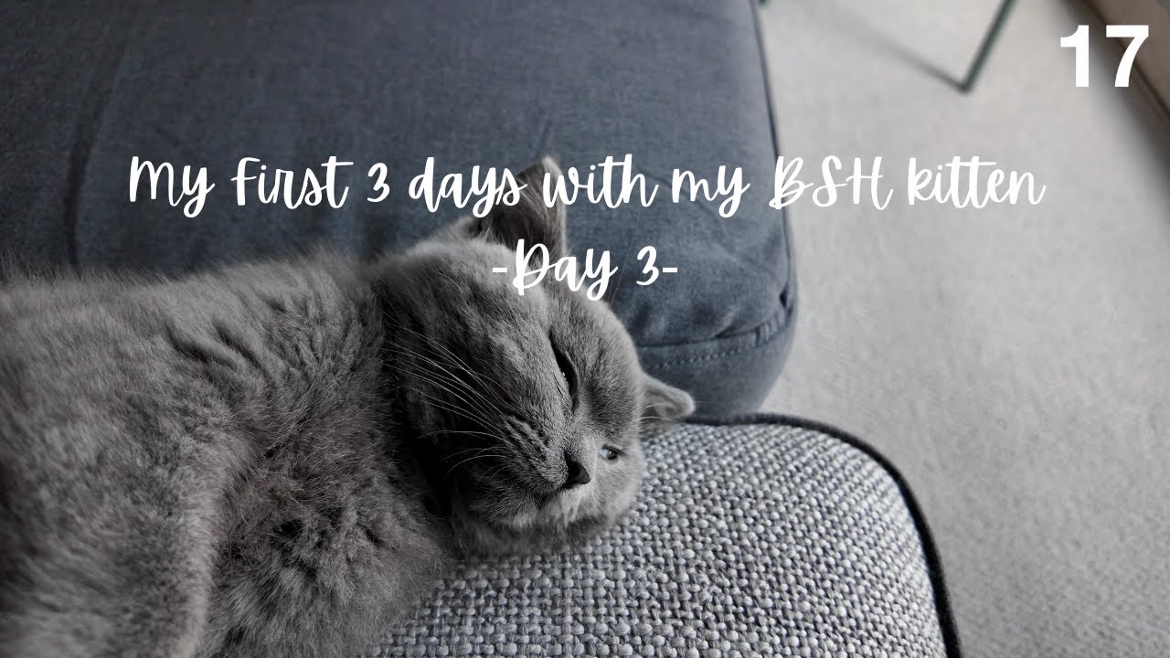 [4K][17]My first 3 days with my BSH kitten...FINALLY! -Day 3- 🐈❤️😍❤️🐈