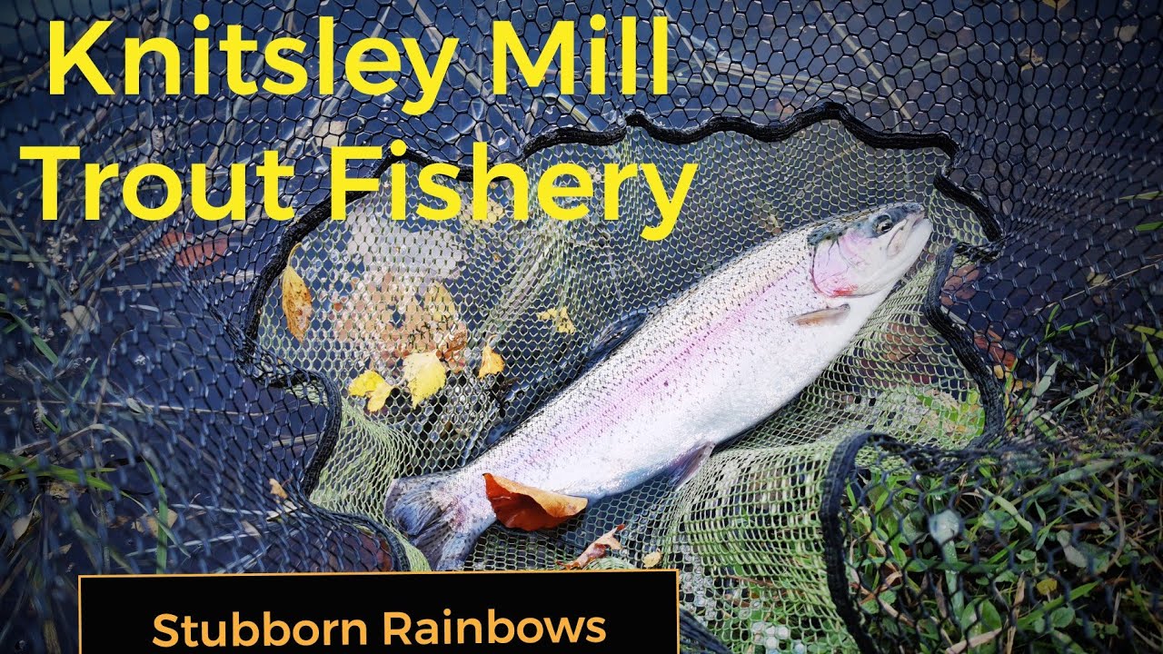 Fly Fishing for Trout. Knitsley Mill.  A day of Stubborn Fish!