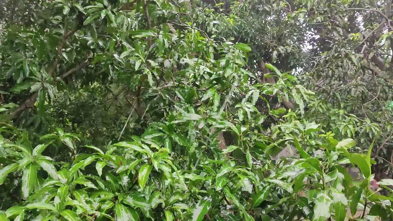 The Heavy Rain, Strom and Thunder