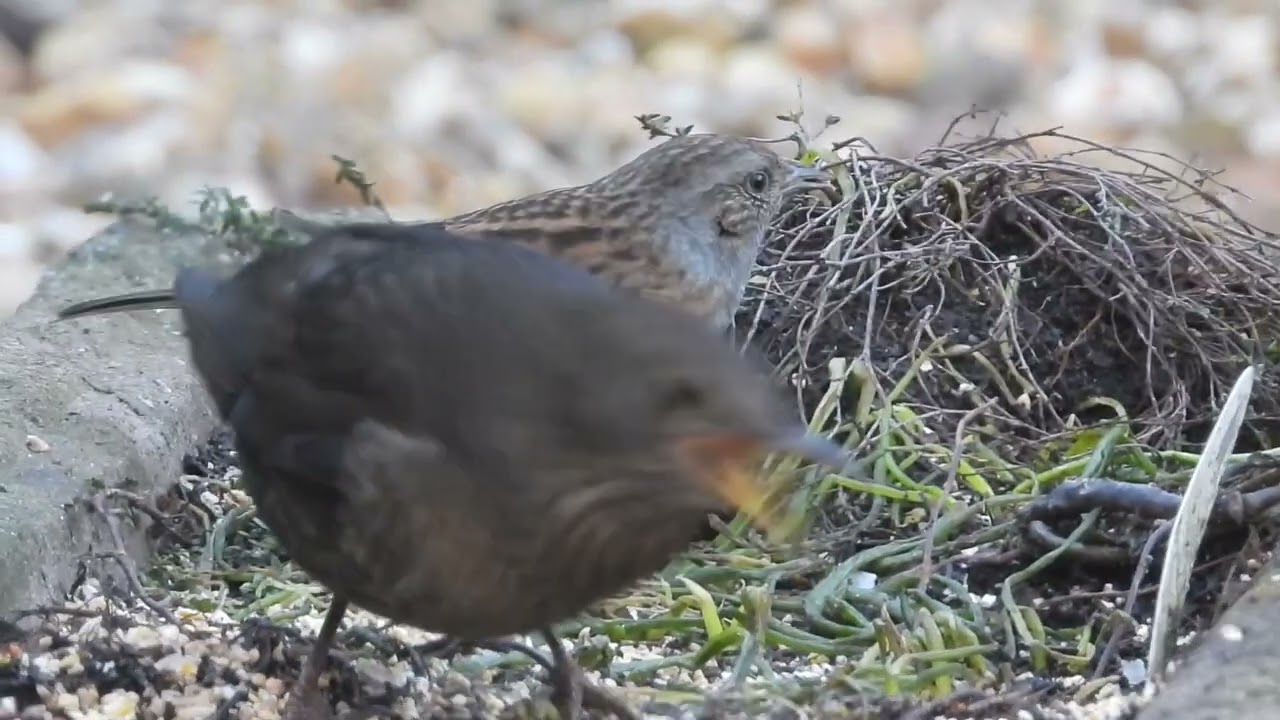 Black Birds Feeding with a Dunnock