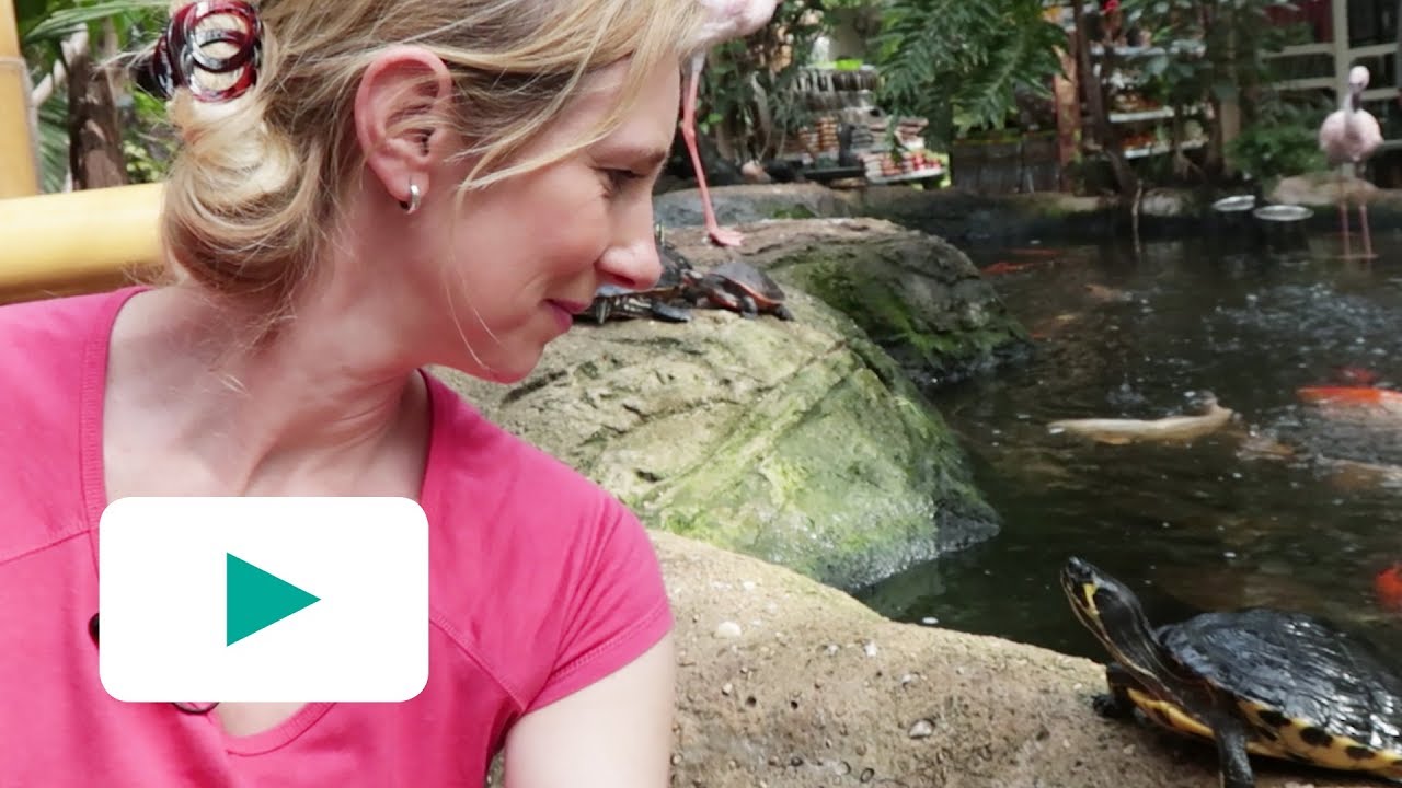 HOE VERZORG JE SCHILDPADDEN? #5 DIANNE'S DIERENDORP