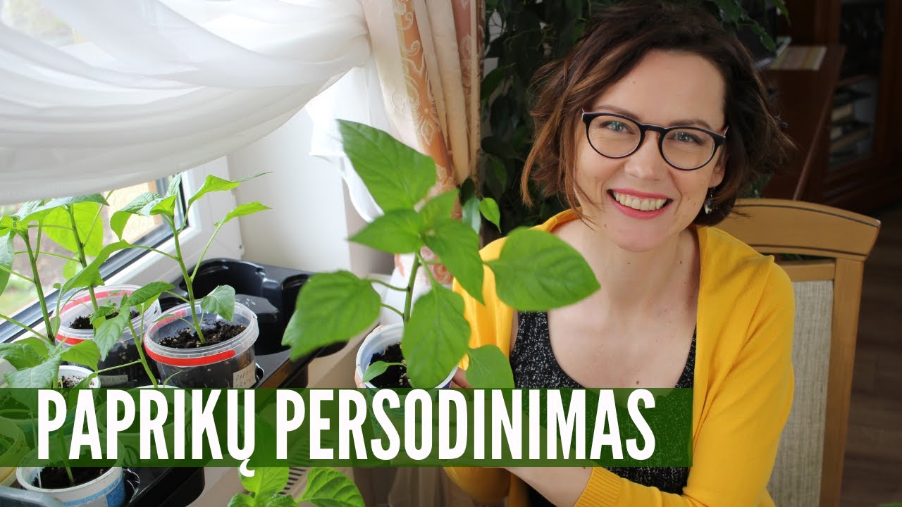 Paprikos persodinimas - super atsargus būdas nepažeidžiant šaknų