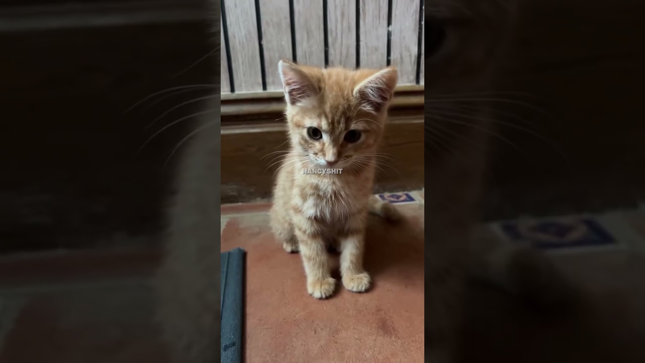 cute cat watching trend ai cat videos  