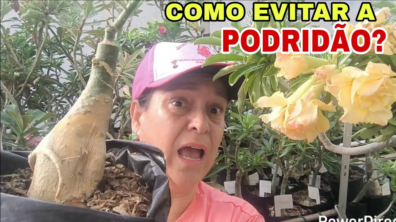 Como evitar o APODRECIMENTO na sua Rosas do deserto? 