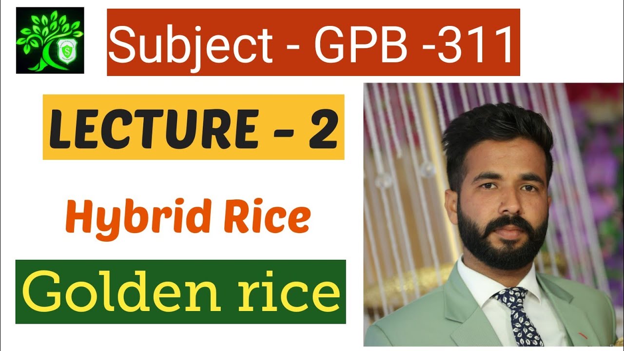 GPB -311 | Hybrid rice | Golden rice | three line method | two line method | Nashdeep singh | EGMS