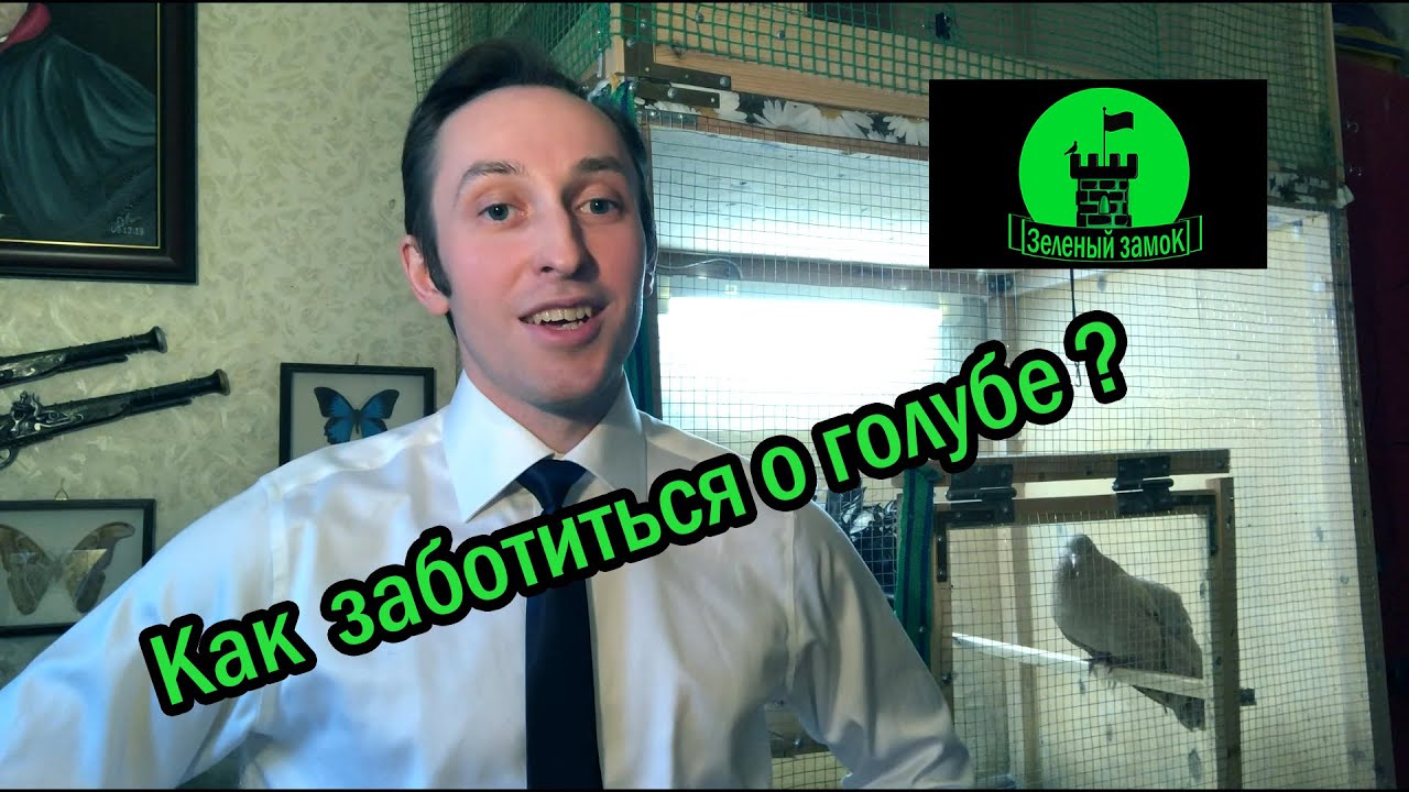 №2. Как ухаживать за голубем. Основные моменты содержания голубей.