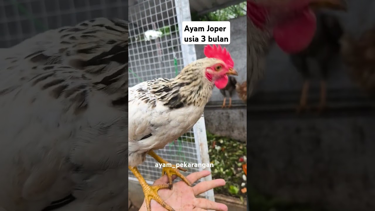 Ayam Joper adalah&nbsp;hasil persilangan antara ayam kampung jantan dengan ayam ras petelur betina.&nbsp;