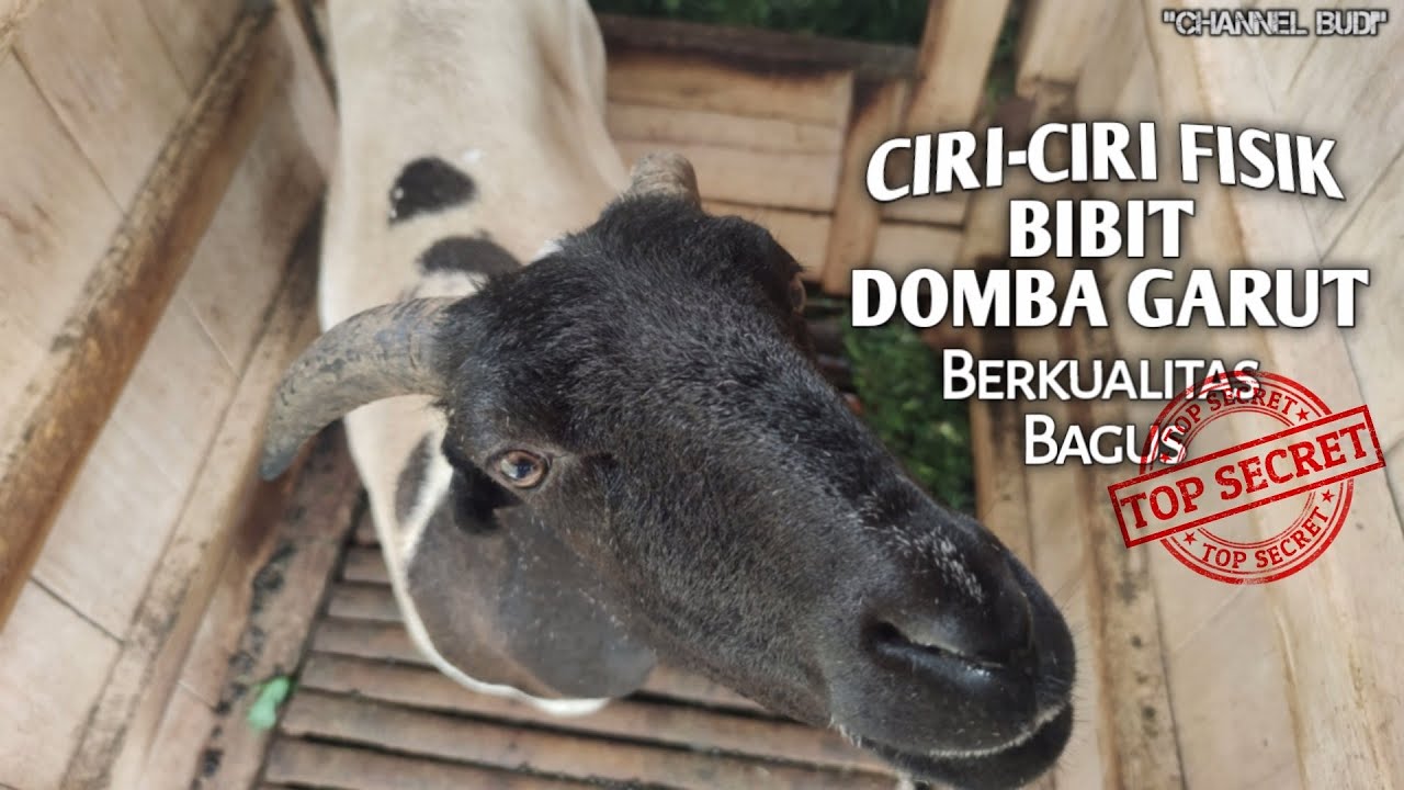 Ciri - Ciri Fisik Bibit Domba Garut yang Berkualitas Bagus