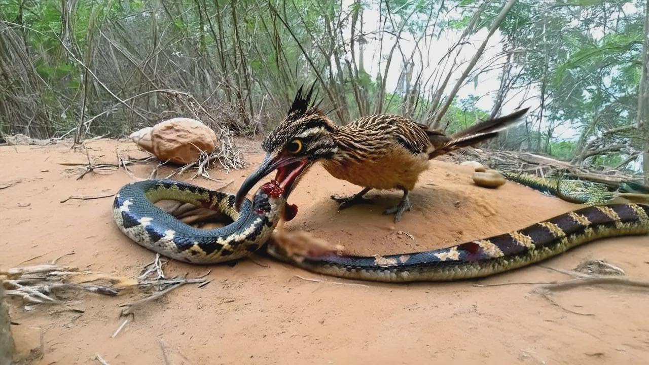 Ecco perché i serpenti a sonagli hanno paura del roadrunner
