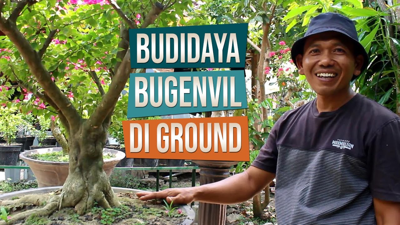 Budidaya Bahan Bonsai Bugenvil Singapura Bersama Mas Arief Galur, Kulonprogo