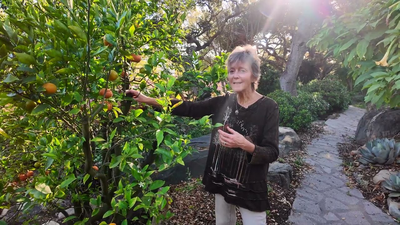 Sunday Soulful Stories: The Wisdom of a Darcy Tangerine Tree 🍊 | Magic Garden Reflections