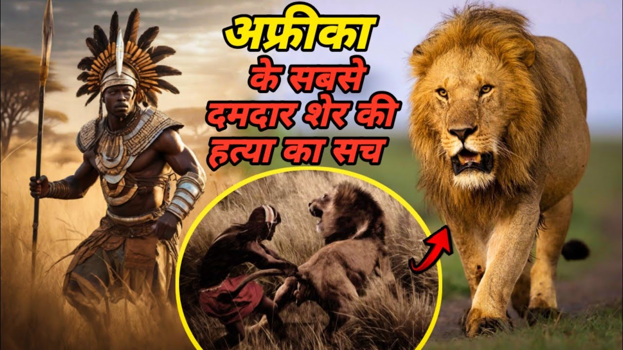 Olobor - Masai Mara के इतिहास का सबसे खतरनाक शेर आखिर कैसे मारा गया । Facts Phylum