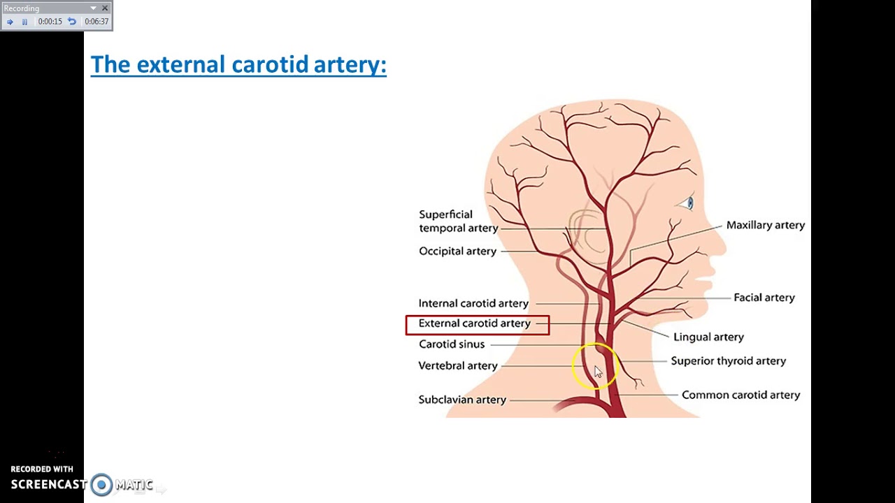 Overview of Head Exterior (Main Arteries of Head and Neck) - Dr. Ahmed Farid