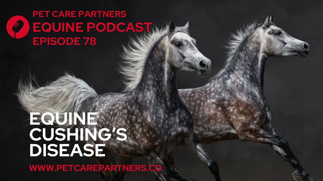 EP 78: Болезнь Кушинга у лошадей (PPID): признаки, диагностика и лечение | Pet Care Partners